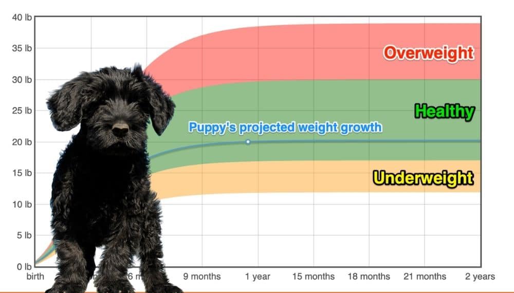 Portuguese Water Dog Weight+Growth Chart 2024 How Heavy Will My